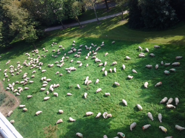 foto van schapen onderaan een flat